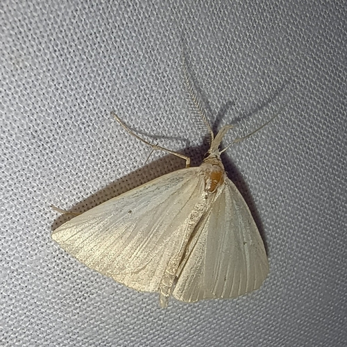Dotted Fan-foot, Drenthe, NL, photo 7 of 10