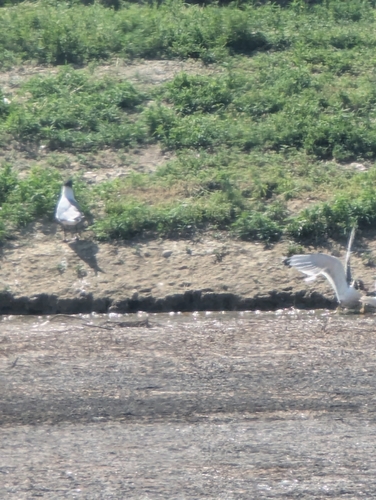 Franklin's Gull