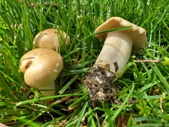 Fungi