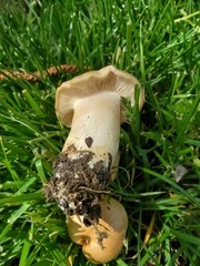 Fungi