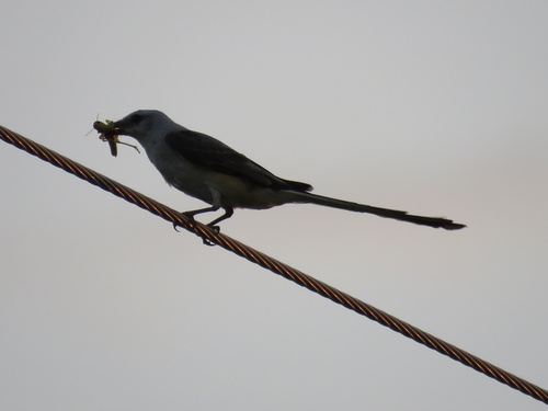 Scissor-tailed Flycatcher