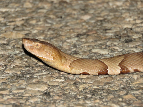 Broad-banded Copperhead
