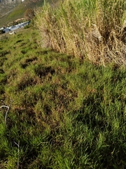 Echinochloa pyramidalis