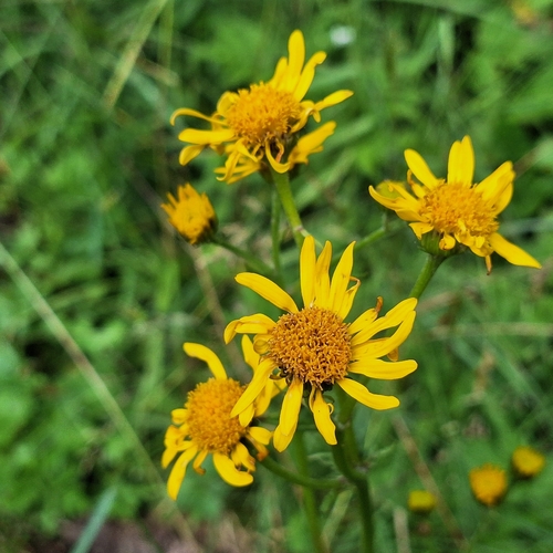 Jacobaea subalpina
