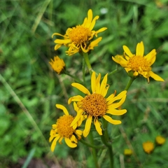 Jacobaea subalpina