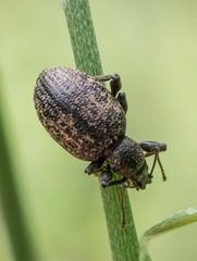 Otiorhynchus aurifer