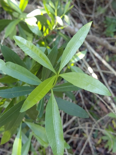 Gonioma kamassi