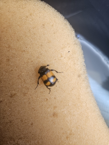Lesser Vespillo Burying Beetle