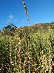 Echinochloa pyramidalis