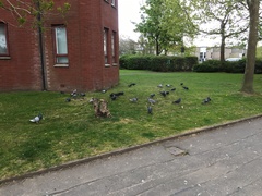 Columba palumbus