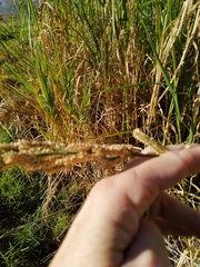 Echinochloa pyramidalis