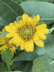 Wyethia