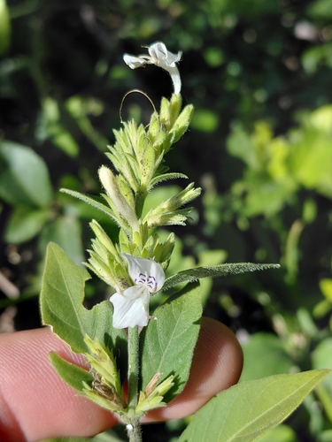 Hypoestes forskaolii, photograph 3