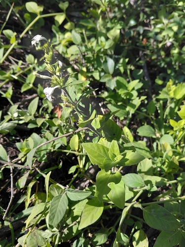 Hypoestes forskaolii, photograph 4
