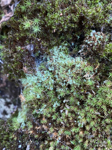 Saelania glaucescens observed 2026-07-11