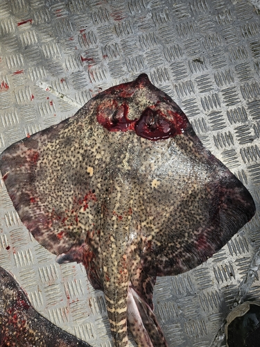 Thornback Skate