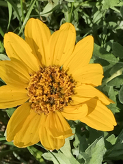 Wyethia