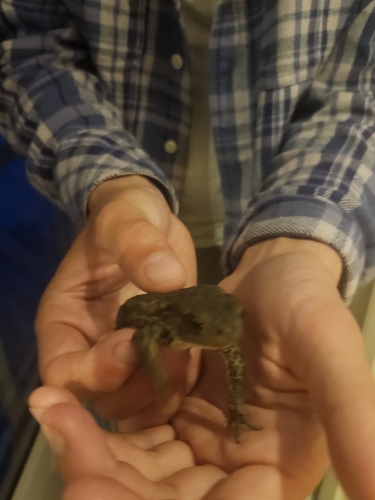 European Toad