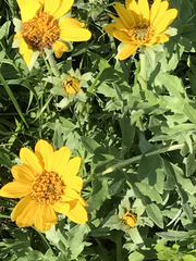 Wyethia