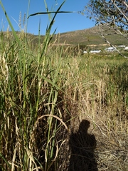 Echinochloa pyramidalis