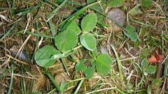 Trifolium repens