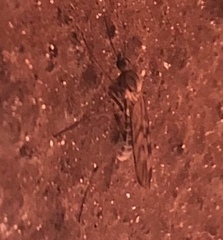 Sylvicola fenestralis