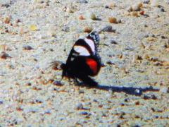 Psychomorpha epimenis