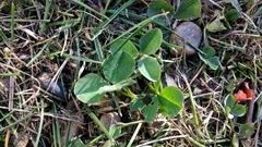 Trifolium repens