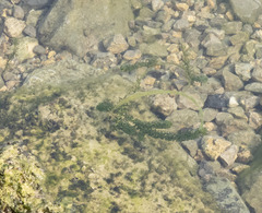 Lagarosiphon major, photograph (c) Paolo Zucca, some rights reserved (CC BY)