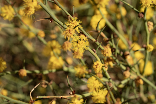 Thorn Wattle