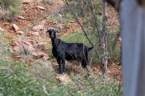 Domestic Goat