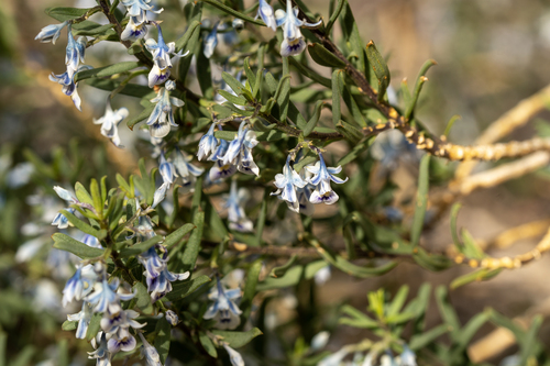 Shrub Violet