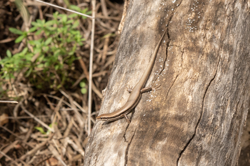 Southeastern Morethia Skink