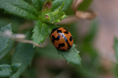 Small Transverse Ladybird Beetle