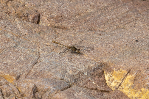 Wandering Percher