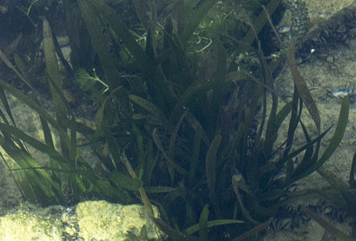 Vallisneria spiralis, photograph 2