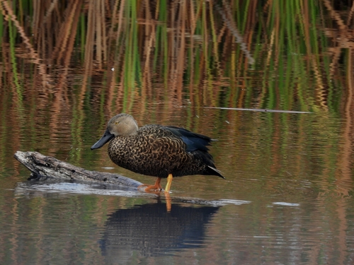 iNaturalist: (c) forest_owl, some rights reserved (CC BY-NC), uploaded by forest_owl iNaturalist image