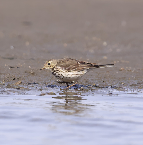 Siberian Pipit