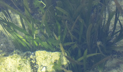 Vallisneria spiralis, photograph (c) Paolo Zucca, some rights reserved (CC BY)