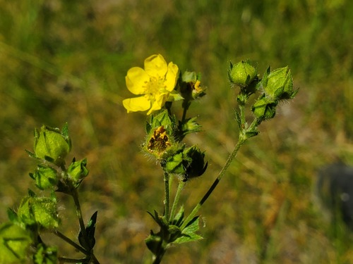 iNaturalist observation photo of combleaf cinquefoil