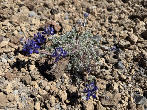 Lupinus lyallii observed 2026-07-09