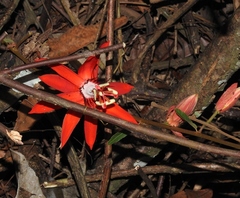 Passiflora miniata