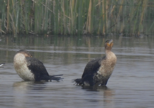 iNaturalist image