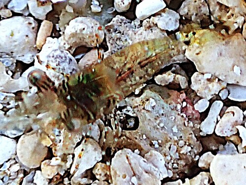 Periclimenella spinifera observed 2026-07-12