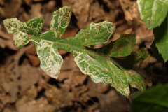 Phytomyza syngenesiae group