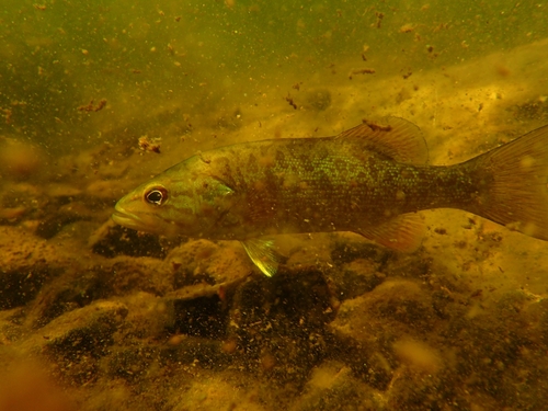 Smallmouth Bass