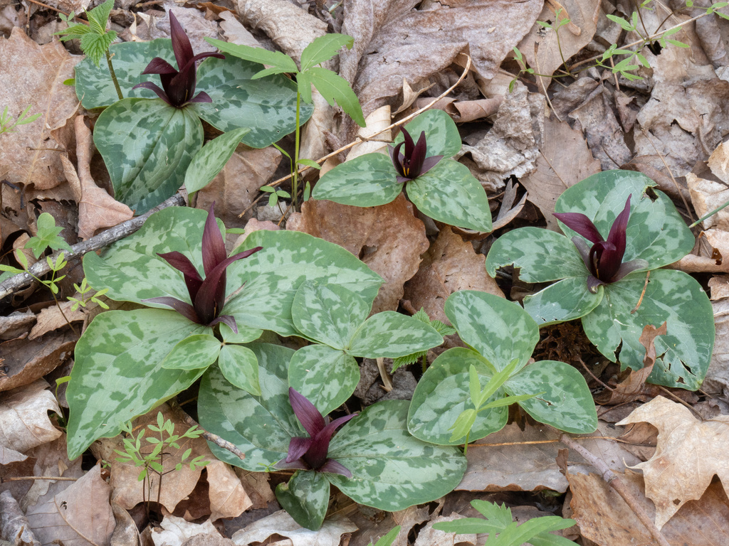 Trillium decumbens; photograph (c) Turner Brockman, some rights reserved (CC BY-SA)