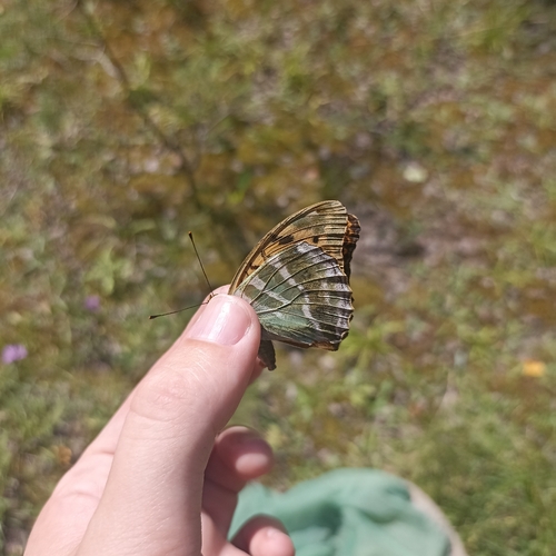 Silver-washed Fritillary