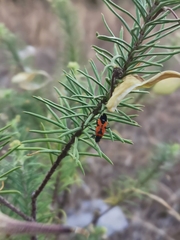 Lygaeus reclivatus