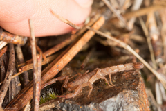 Serradigitus gertschi